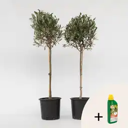 Netto Marken-Discount Plant in a Box - Olivenbaum - 2 Stk - Olea europaea - Höhe 90-100cm - Topf 21cm Angebot