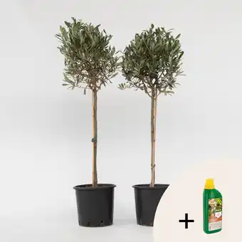 Netto Marken-Discount Plant in a Box - Olivenbaum - 2 Stk - Olea europaea - Höhe 90-100cm - Topf 21cm Angebot