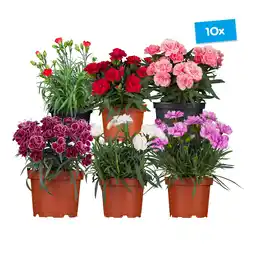 Netto Marken-Discount Gartennelke - Dianthus caryophyllus, Höhe 10-25 cm, Ø10 cm Topf, verschiedene Farben, 10er Set Angebot