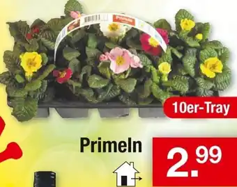 Zimmermann Primeln Angebot