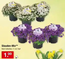 Zimmermann Stauden-Mix Angebot