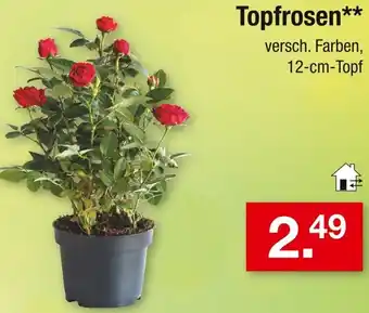 Zimmermann Topfrosen Angebot