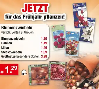 Zimmermann Blumenzwiebeln Angebot