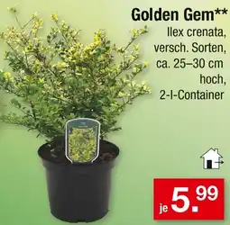 Zimmermann Golden Gem Angebot