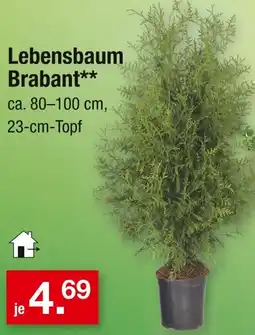 Zimmermann Lebensbaum Brabant Angebot