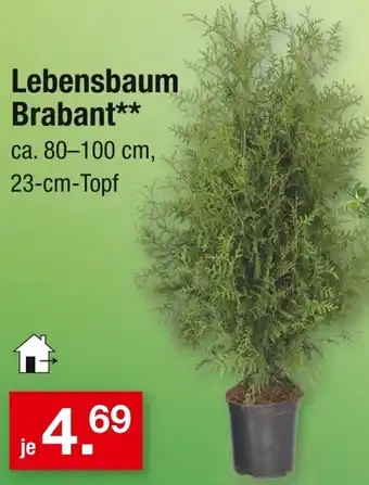 Zimmermann Lebensbaum Brabant Angebot