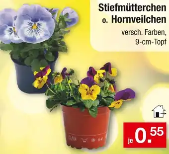 Zimmermann Stiefmütterchen o. Hornveilchen Angebot