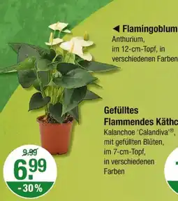 V Markt Flamingoblume Angebot