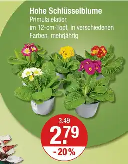 V Markt Hohe schlüsselblume Angebot