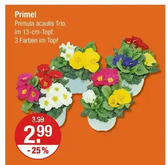 V Markt Primel Angebot