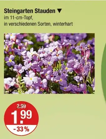 V Markt Steingarten stauden Angebot