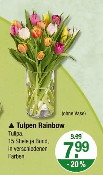 V Markt Tulpen rainbow Angebot