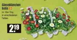 V Baumarkt Gänseblümchen Bellis Angebot