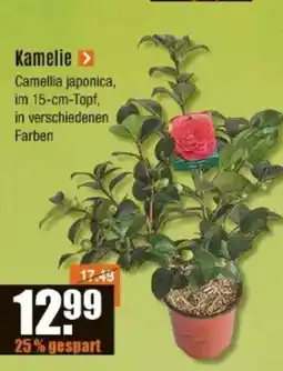 V Baumarkt Kamelie Angebot