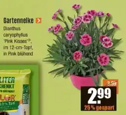 V Baumarkt Gartennelke Angebot