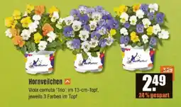 V Baumarkt Hornveilchen Angebot