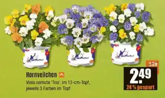 V Baumarkt Hornveilchen Angebot