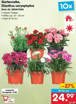 Netto Marken-Discount Gartennelke, Dianthus caryophyllus Angebot