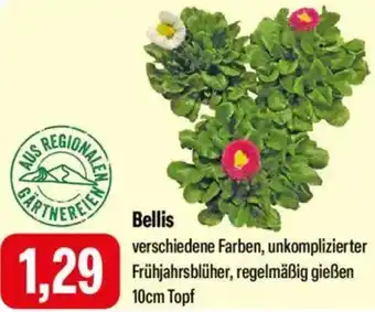 Feneberg Bellis Angebot