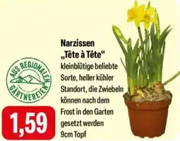 Feneberg Narzissen „Tête à Tête" Angebot