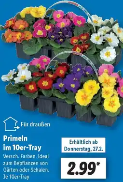 Lidl Primeln im 10er-Tray Angebot