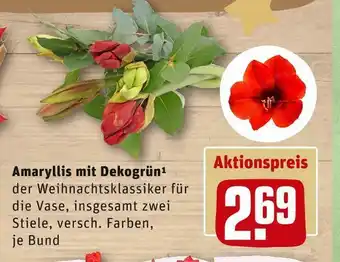 REWE Amaryllis mit dekogrün Angebot