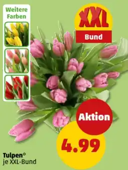 PENNY Tulpen Angebot