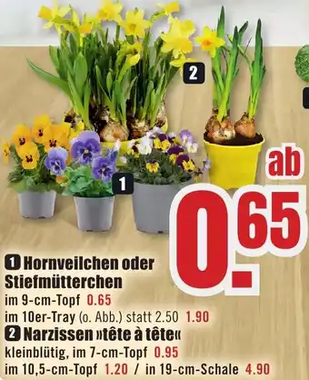 B1 Discount Baumarkt Hornveilchen oder Stiefmütterchen Angebot