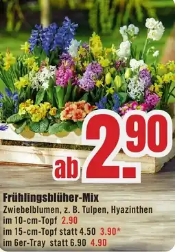 B1 Discount Baumarkt Frühlingsblüher-Mix Angebot