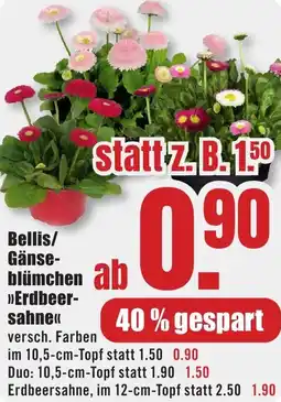 B1 Discount Baumarkt Bellis/ Gänseblümchen Erdbeersahne Angebot