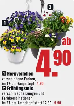 B1 Discount Baumarkt Hornveilchen oder Frühlingsmix Angebot