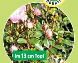 Thomas Philipps Bodendeckerrosen Rosa Angebot