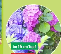 Thomas Philipps Hortensie Angebot