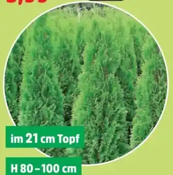 Thomas Philipps Thuja Smaragd Angebot