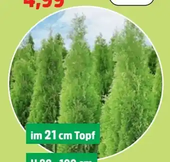 Thomas Philipps Thuja Brabant Angebot