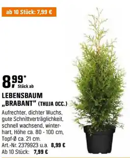 OBI Lebensbaum ,,brabant" (thuja occ.) Angebot