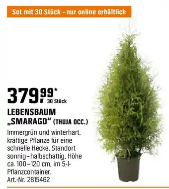 OBI Lebensbaum ,,smaragd" (thuja occ.) Angebot