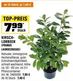 OBI Kirsch- lorbeer (prunus laurocerasus) Angebot