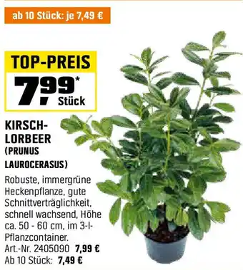 OBI Kirsch- lorbeer (prunus laurocerasus) Angebot