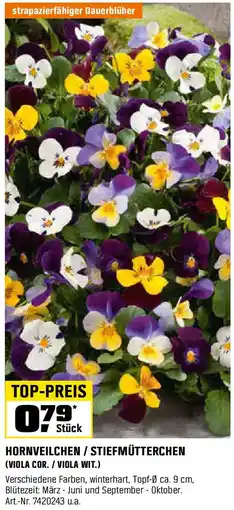 OBI Hornveilchen / stiefmütterchen (viola cor./ viola wit.) Angebot