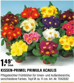 OBI Kissen-primel primula acaulis Angebot