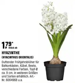 OBI Hyazinthe (hyacinthus orientalis) Angebot