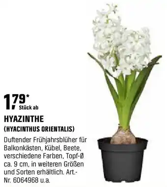 OBI Hyazinthe (hyacinthus orientalis) Angebot