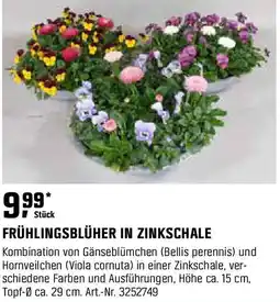 OBI Frühlingsblüher in zinkschale Angebot