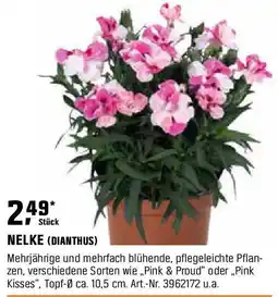 OBI Nelke (dianthus) Angebot