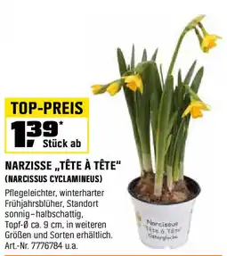 OBI Narzisse „tête à tête" (narcissus cyclamineus) Angebot