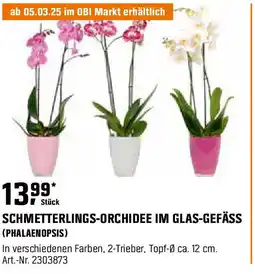 OBI Schmetterlings-orchidee im glas-gefäss Angebot