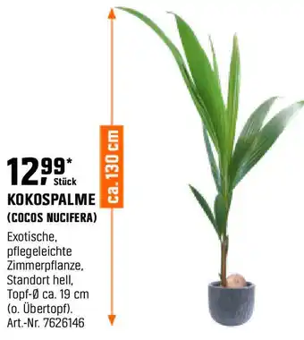 OBI Kokospalme (cocos nucifera) Angebot