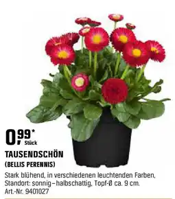 OBI Tausendschön (bellis perennis) Angebot