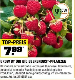 OBI Grow by obi bio beerenobst-pflanzen Angebot